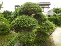 ★Ｈ様邸・お庭の手入れ★