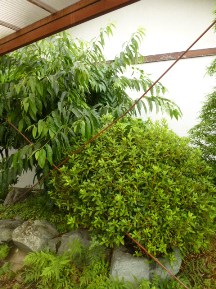 ★Ｈ様邸・お庭の手入れ★