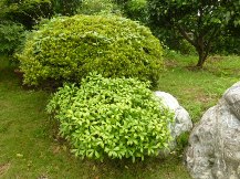 ★Ｈ様邸・お庭の手入れ★