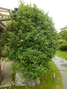 ★Ｈ様邸・お庭の手入れ★