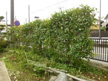 ★Ｈ様邸・お庭の手入れ★