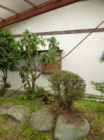 ★Ｈ様邸・お庭の手入れ★
