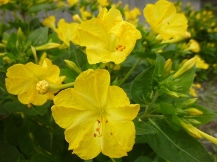 季節の花木と草花②(夏)