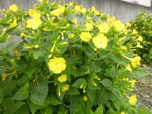 季節の花木と草花②(夏)