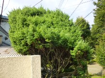 ★Ｓ様邸・生垣の手入れ★