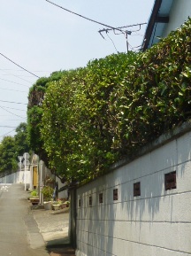 ★Ｓ様邸・生垣の手入れ★