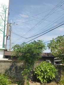 ★Ｋ様邸・伐木と手入れ②★