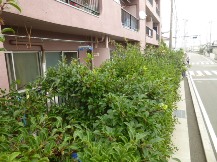 ★ｸﾛｶﾞﾈﾓﾁの生垣・刈込み★