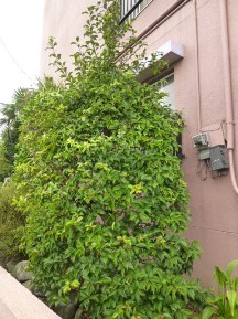 ★ｸﾛｶﾞﾈﾓﾁの生垣・刈込み★