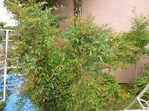 ★ｸﾛｶﾞﾈﾓﾁの生垣・刈込み★