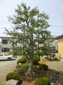 クロガネモチの剪定 植木屋じぃじ 剪定 伐木 草刈 消毒 富士市