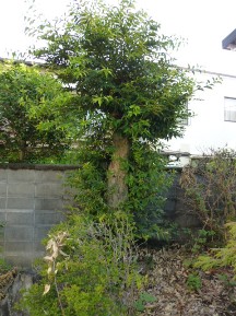 ★Ｋ様邸・伐木と手入れ②★