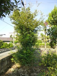 ★Ｋ様邸・伐木と手入れ②★
