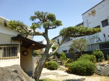 ★Ｋ様邸・伐木と手入れ②★