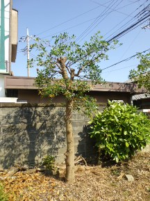 ★Ｋ様邸・伐木と手入れ②★