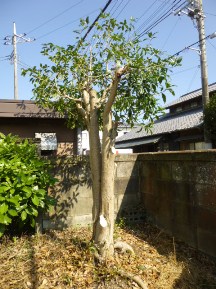 ★Ｋ様邸・伐木と手入れ②★