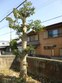 ★Ｋ様邸・伐木と手入れ②★