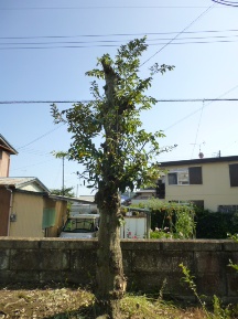 ★Ｋ様邸・伐木と手入れ②★