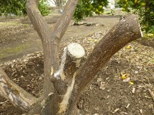 みかんの木の剪定 植木屋じぃじ 剪定 伐木 草刈 消毒 富士市