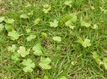 芝生のチドメグサ対策 植木屋じぃじ 剪定 伐木 草刈 消毒 富士市