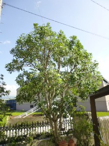 ゲッケイジュ 植木屋じぃじ 剪定 伐木 草刈 消毒 富士市 富士市 富士宮市