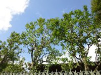 ★造園屋さんの応援★