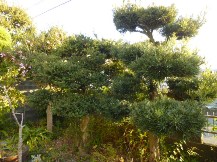 ★Ｓ様邸・お庭の手入れ★