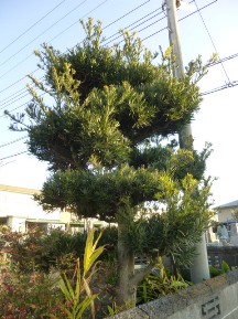 ★Ｓ様邸・お庭の手入れ★