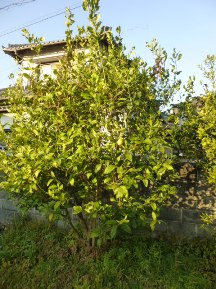 ★Ｓ様邸・お庭の手入れ★