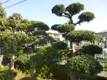 ★Ｓ様邸・お庭の手入れ★
