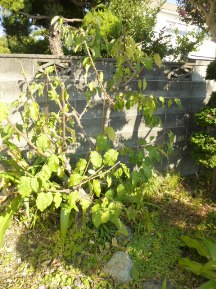 ★Ｓ様邸・お庭の手入れ★