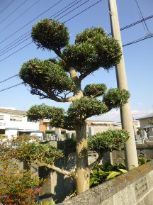 ★Ｓ様邸・お庭の手入れ★