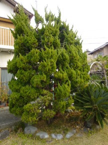 ★Ａ様邸・お庭の手入れ②★