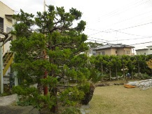 ★Ａ様邸・お庭の手入れ②★