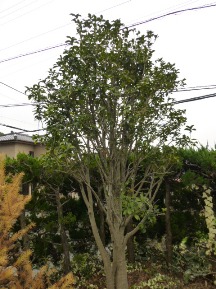 ★Ａ様邸・2時間半・剪定★