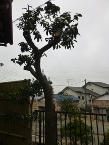★Ａ様邸・2時間半・剪定★