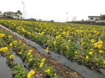 ★Ａ様邸・2時間半・剪定★