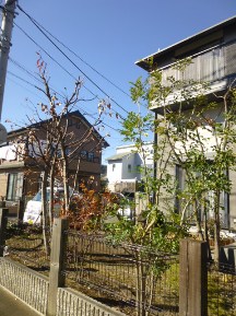★コナラのお庭の手入れ★