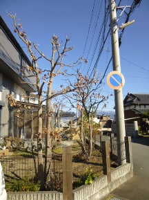 ★コナラのお庭の手入れ★