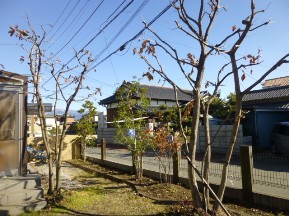 ★コナラのお庭の手入れ★