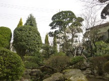 ★山桃の玉散らし仕立て★