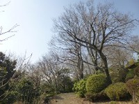 伊豆東海岸で庭の手入れ②