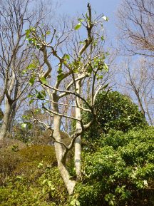 伊豆東海岸で庭の手入れ③