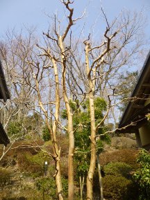 伊豆東海岸で庭の手入れ③