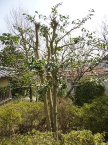 伊豆東海岸で庭の手入れ③