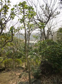伊豆東海岸で庭の手入れ③