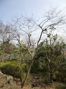 伊豆東海岸で庭の手入れ③