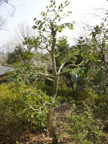 伊豆東海岸で庭の手入れ③