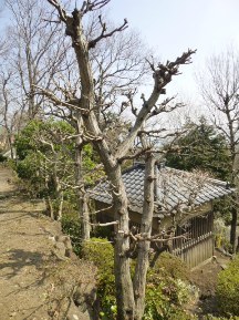 伊豆東海岸で庭の手入れ③