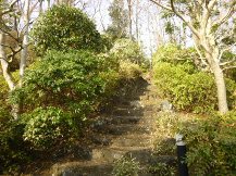 伊豆東海岸で庭の手入れ③
